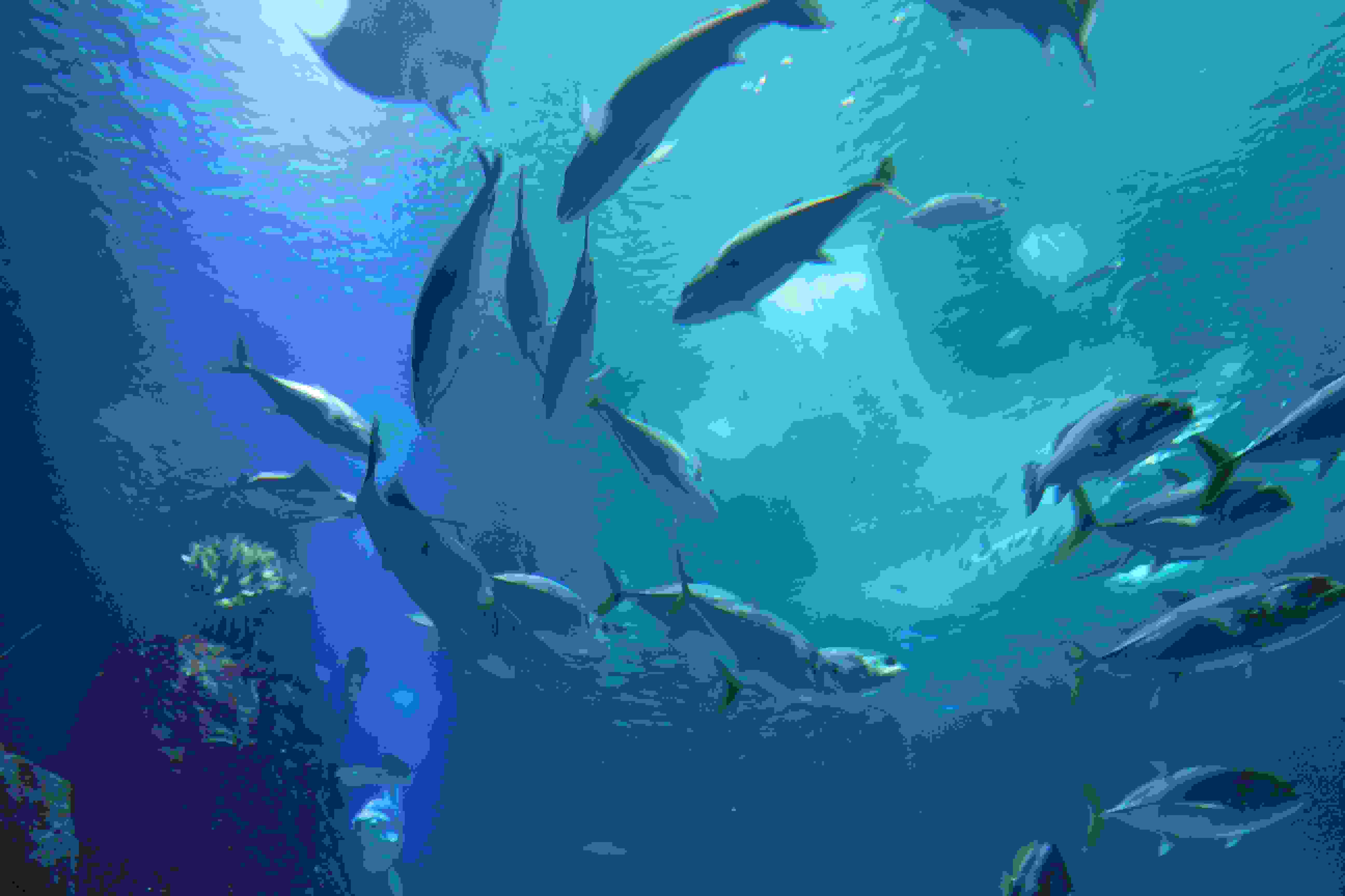 Fisk svømmer i oceanarium
